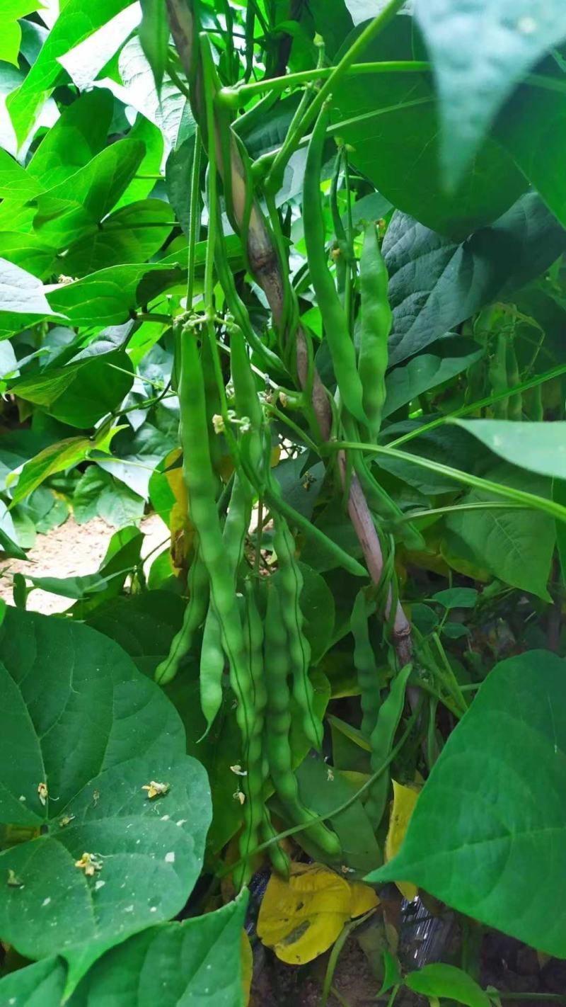大青豆，棒豆大量上市有需要的联系