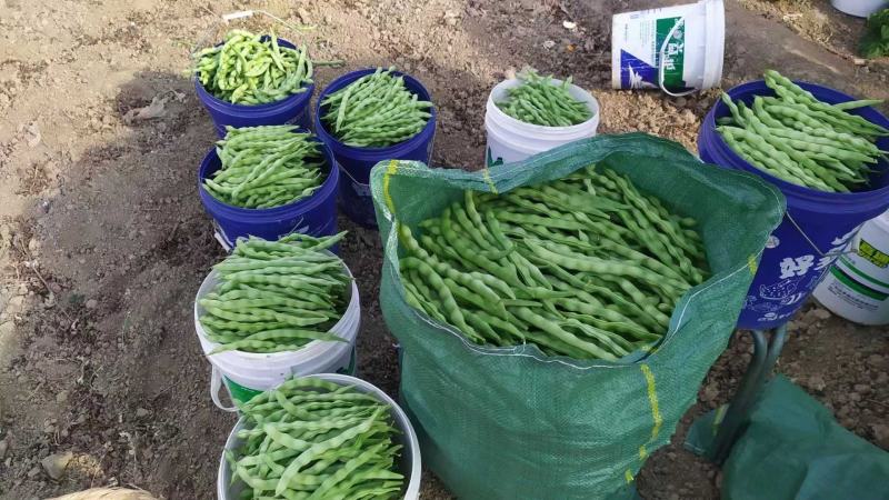 大青豆，棒豆大量上市有需要的联系