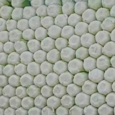 白菜
