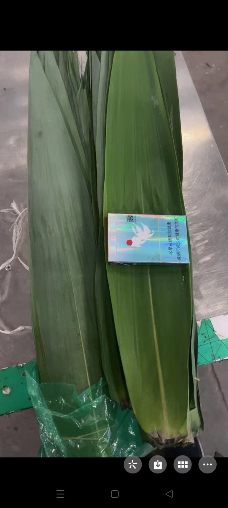 白洋淀芦苇叶