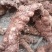 野生新鲜白肉土茯苓