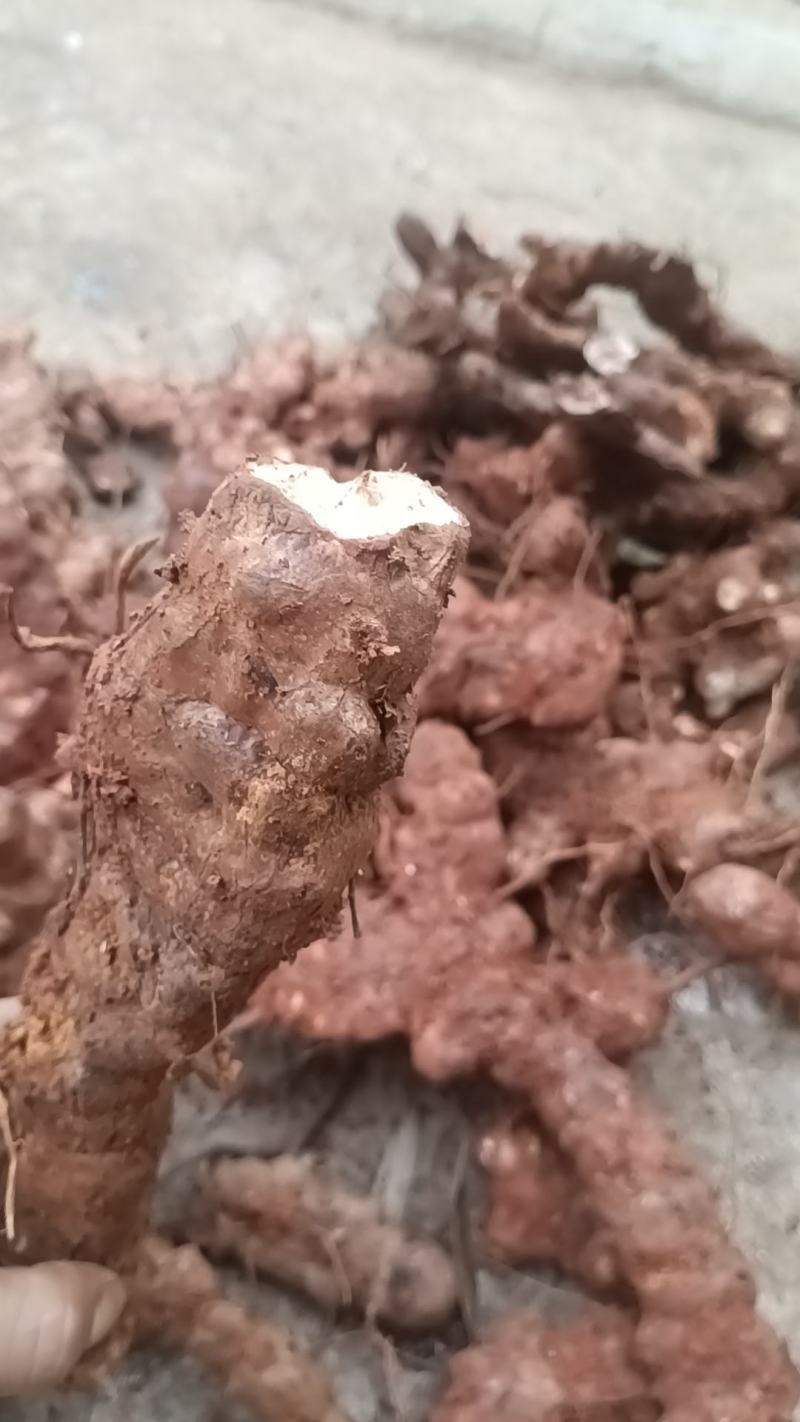 野生新鲜白肉土茯苓
