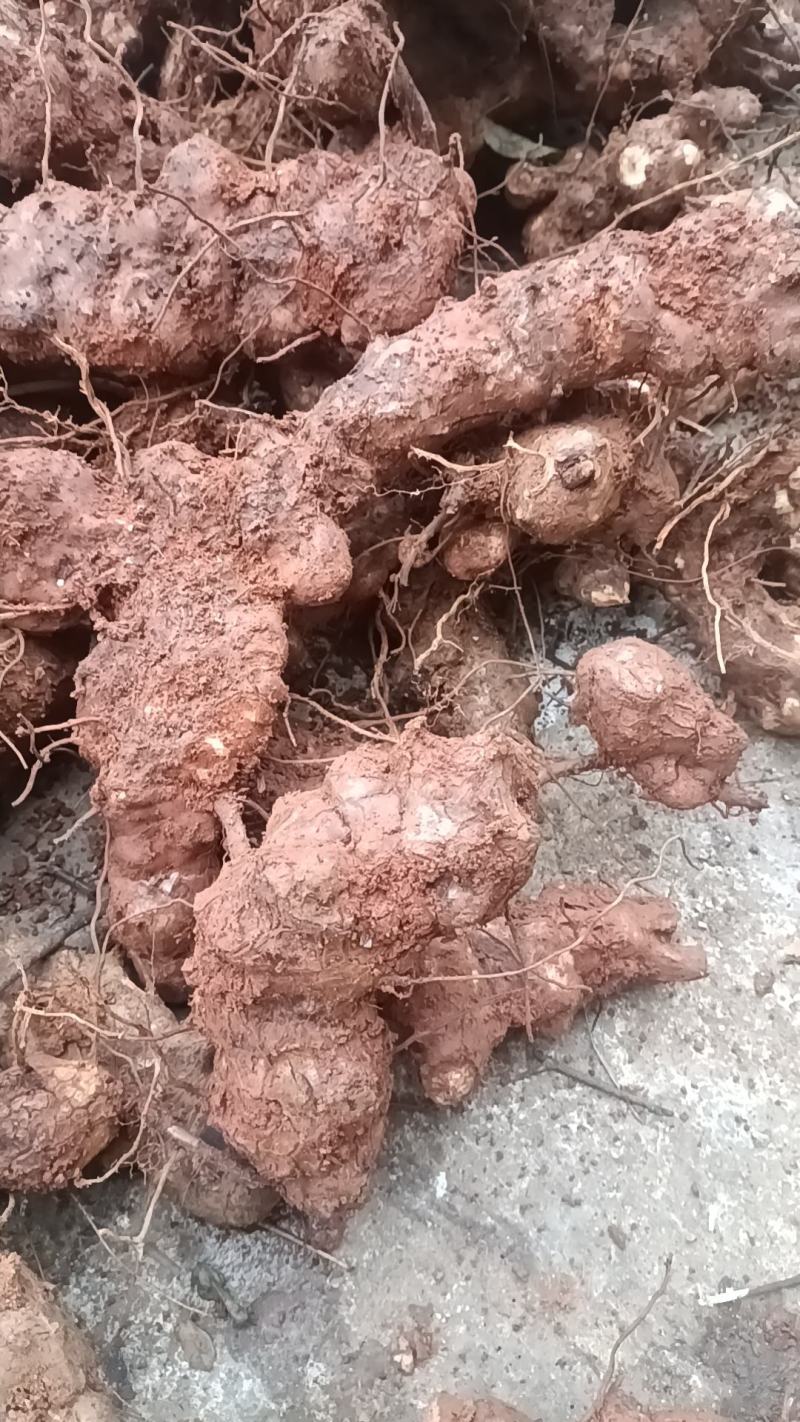 野生新鲜白肉土茯苓