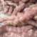 野生新鲜白肉土茯苓