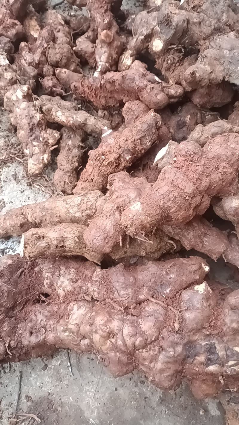 野生新鲜白肉土茯苓