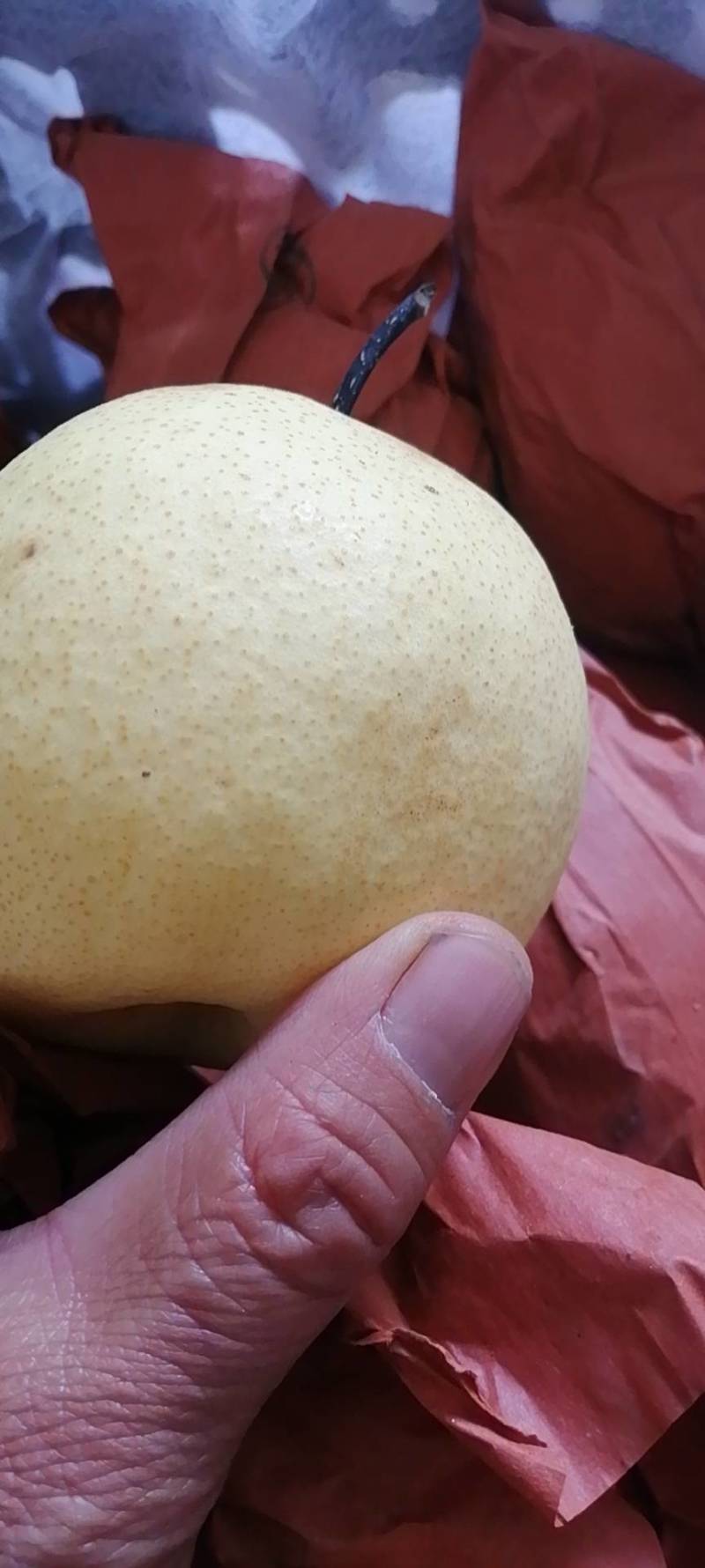 山西万荣纸袋酥梨，膜袋酥梨大量货源充足欢迎新老客户前来