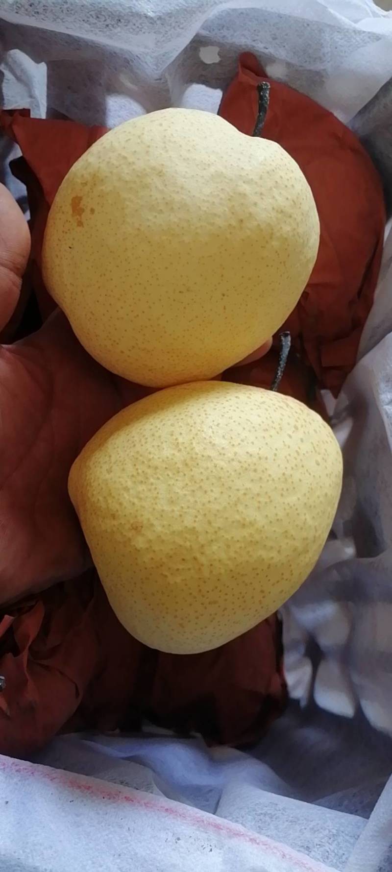 山西万荣纸袋酥梨，膜袋酥梨大量货源充足欢迎新老客户前来