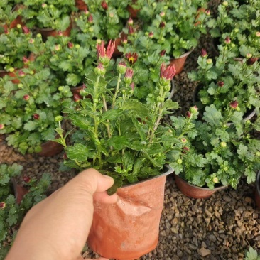 荷兰菊，花期长颜色多，喜阳，花镜花坛，伟荣花卉苗木基地