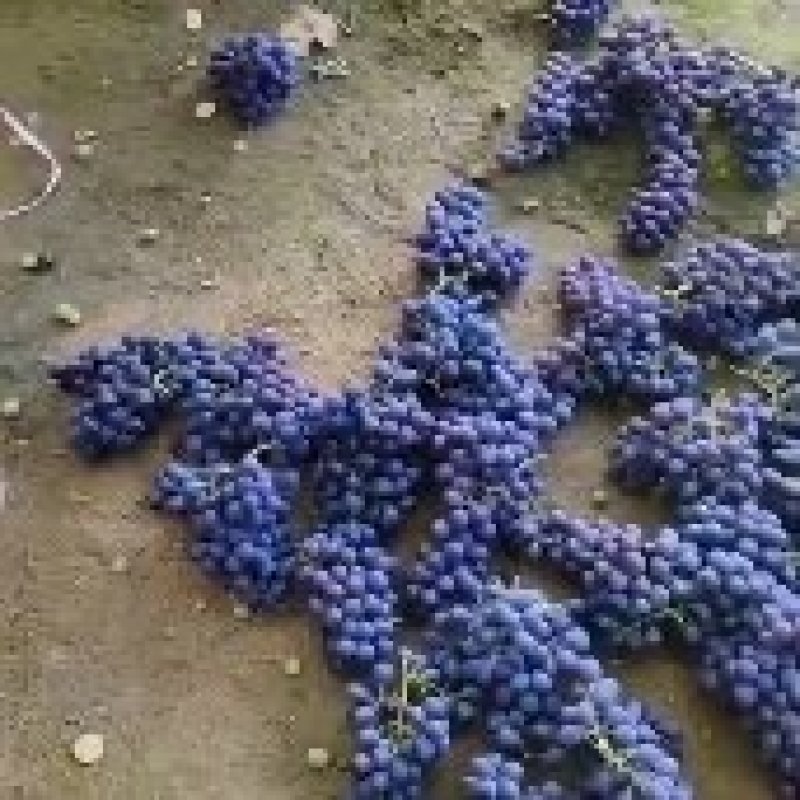 玫瑰香葡萄忒甜