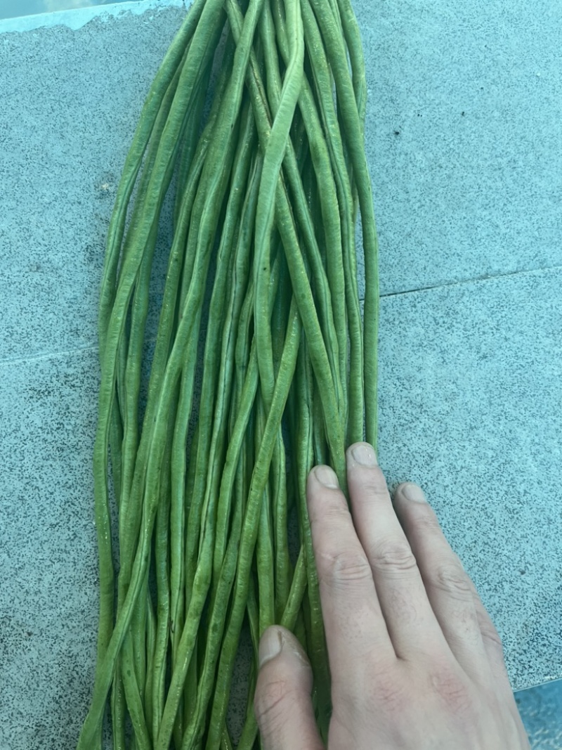 豇豆，青豇豆大量上市中。5月底可以上工厂货。