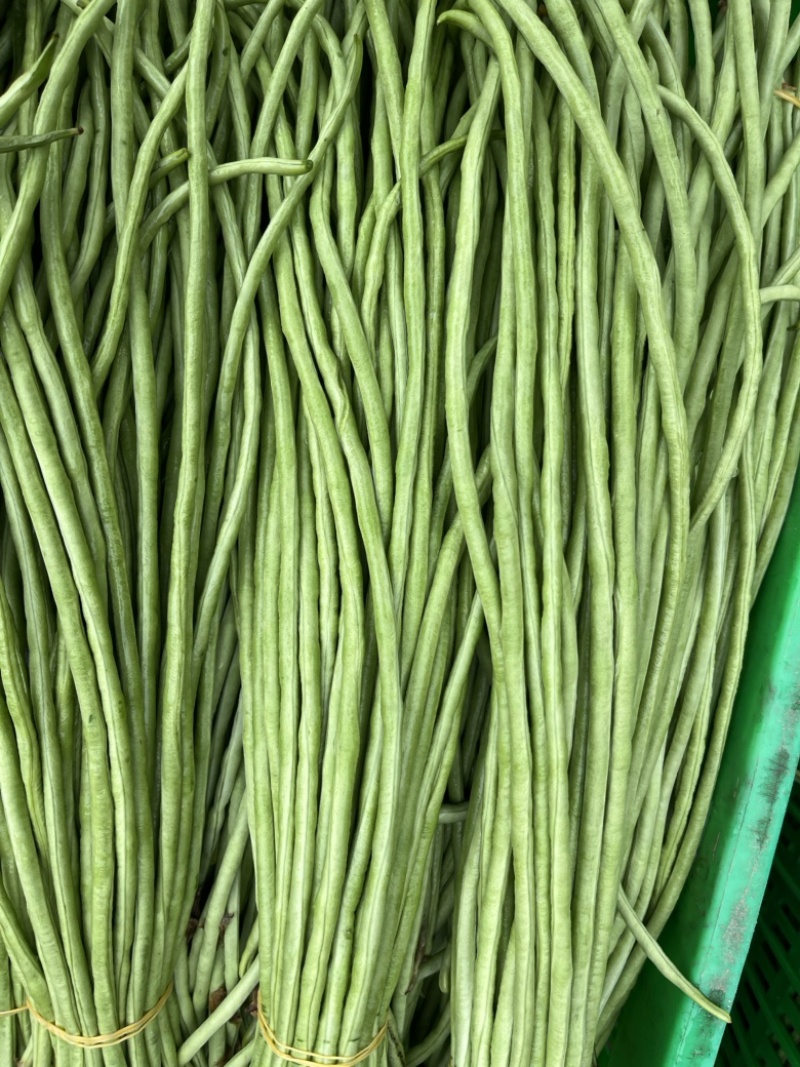 豇豆，青豇豆大量上市中。5月底可以上工厂货。