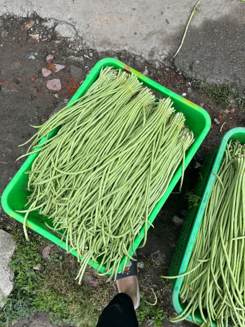 豇豆，青豇豆大量上市中。5月底可以上工厂货。
