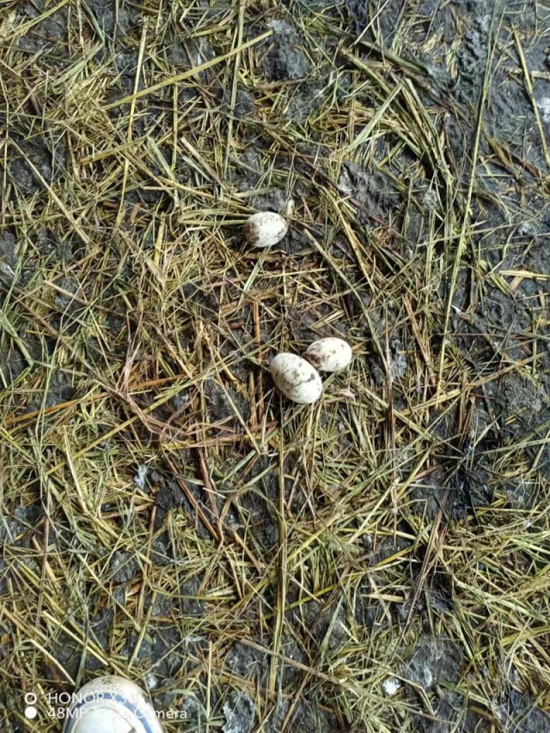 青四号蛋鸭，已经产蛋了