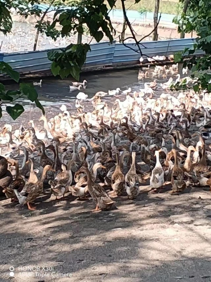 青四号蛋鸭，已经产蛋了