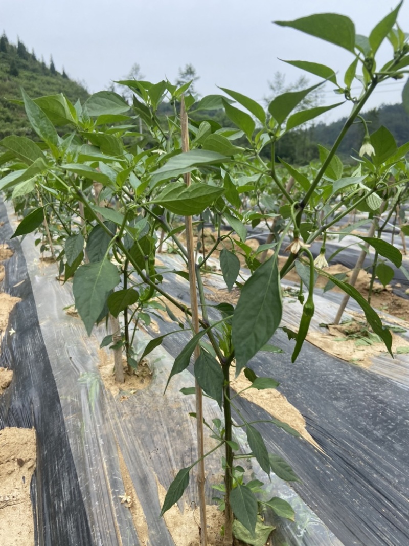 优质线椒，大量上市，欢迎附近老板来看货