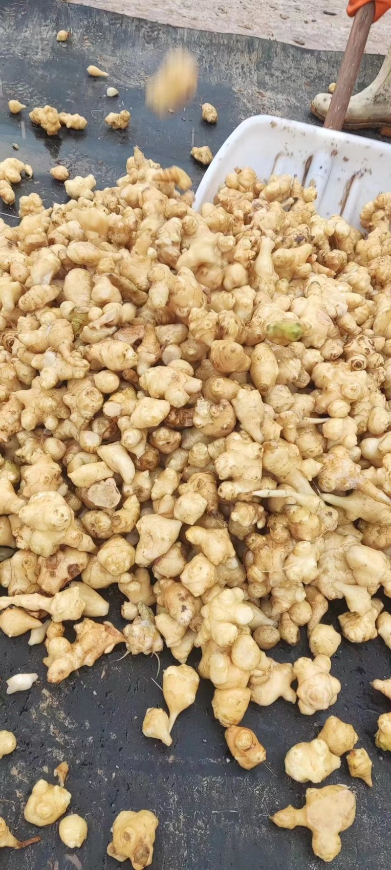 胰岛果片个子菊芋干菊芋干菊芋片胰岛果