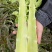 甘肃精品莴苣红叶笋高度50cm-55cm