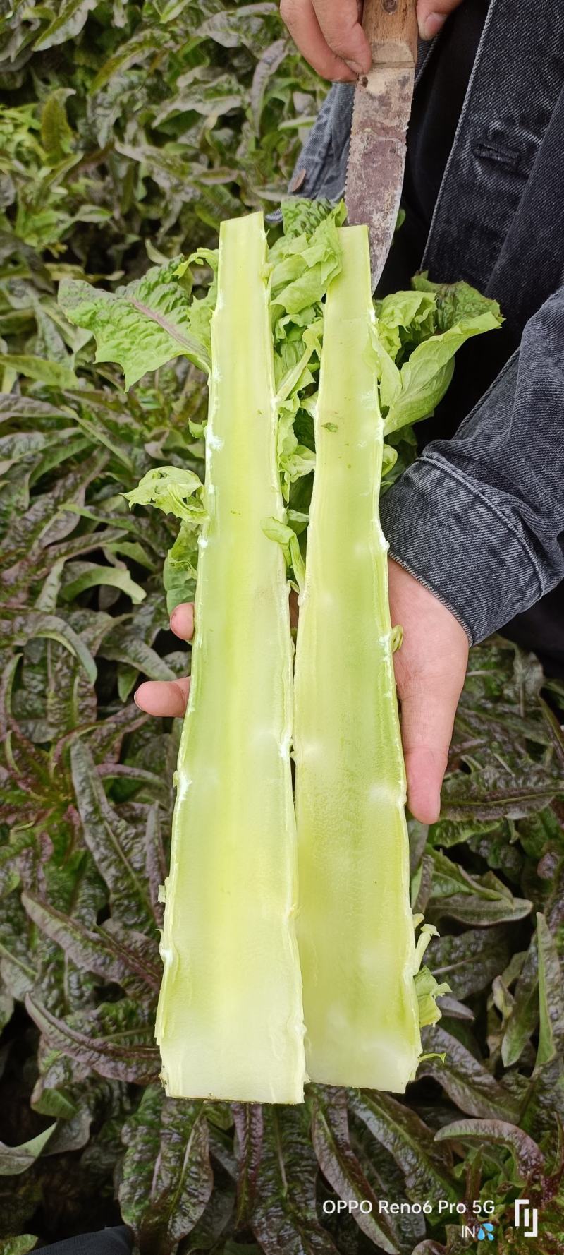 甘肃精品莴苣红叶笋高度50cm-55cm