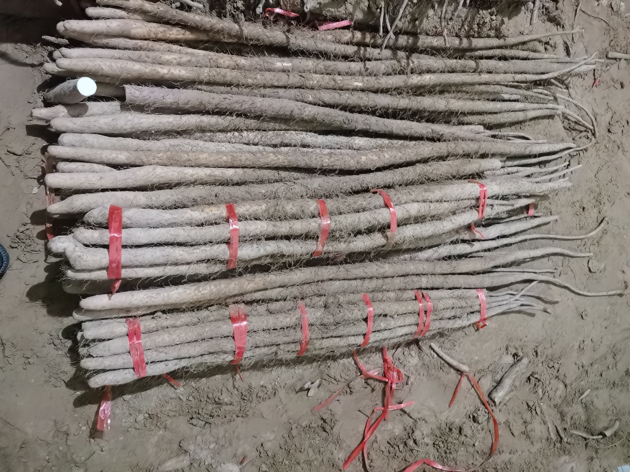 陈集铁棍山药粉条成品展示