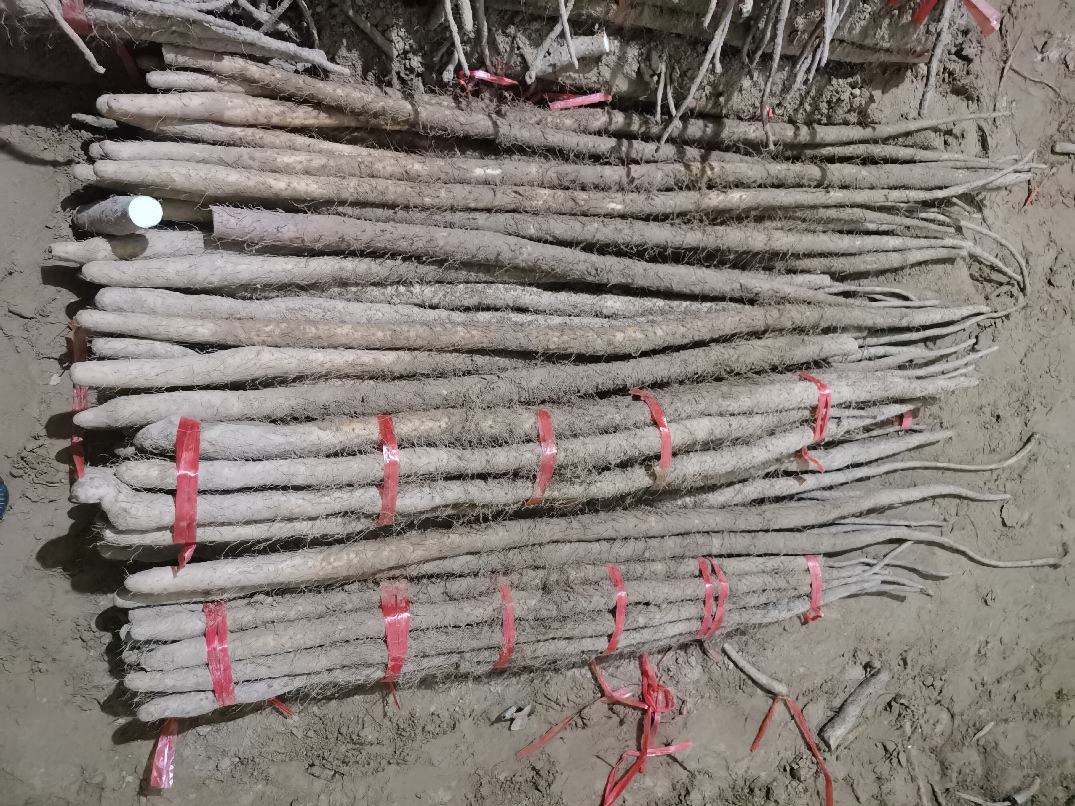 擀平后的铁棍山药片正被翻转覆盖在铺满白芝麻的烘焙纸上,一只手正在轻压使其粘合,旁边有切割工具和剩余原料 擀平后的铁棍山药片正被翻转覆盖在铺满白芝麻的烘焙纸上,一只手正在轻压使其粘合,旁边有切割工具和剩余原料