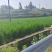 茭白