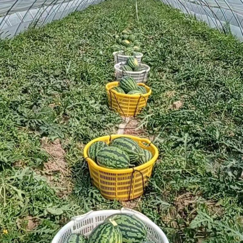 【麒麟西瓜】8424西瓜，产地直发