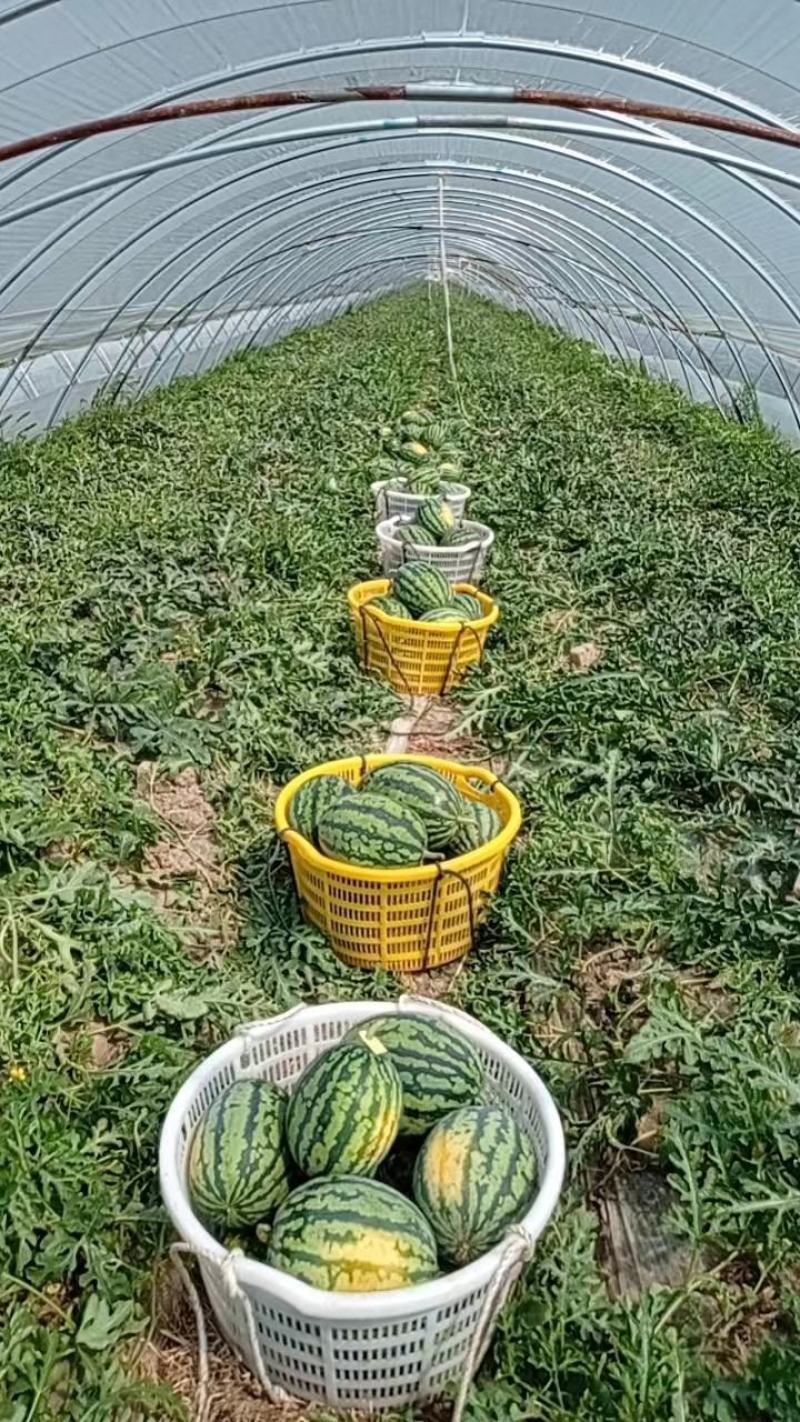 【麒麟西瓜】8424西瓜，产地直发