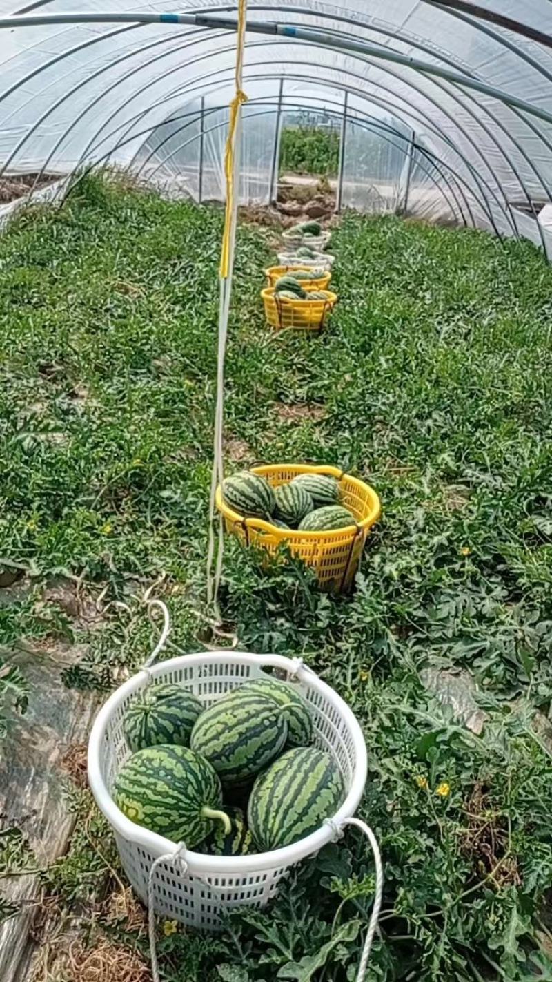 【麒麟西瓜】8424西瓜，产地直发