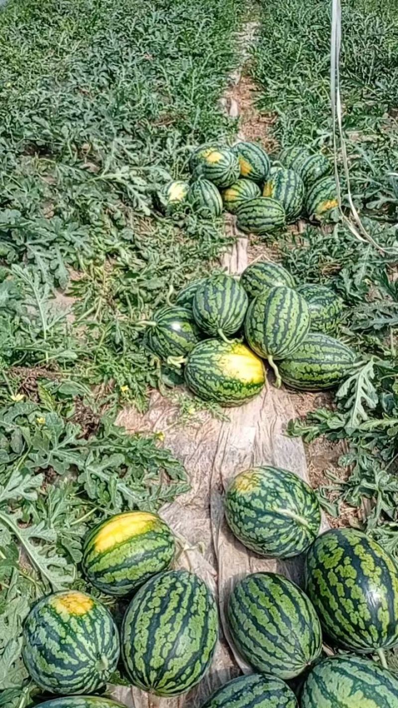 【麒麟西瓜】8424西瓜，产地直发