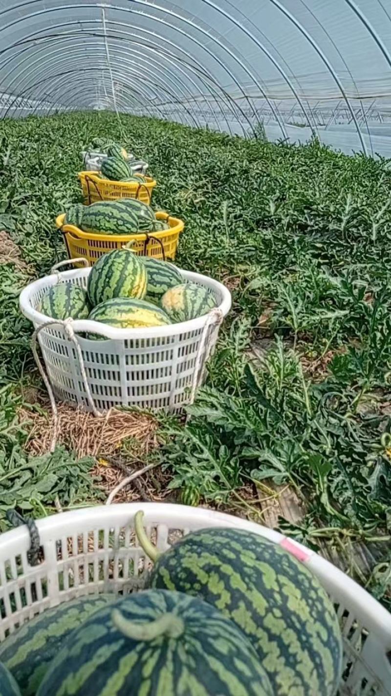 【麒麟西瓜】8424西瓜，产地直发