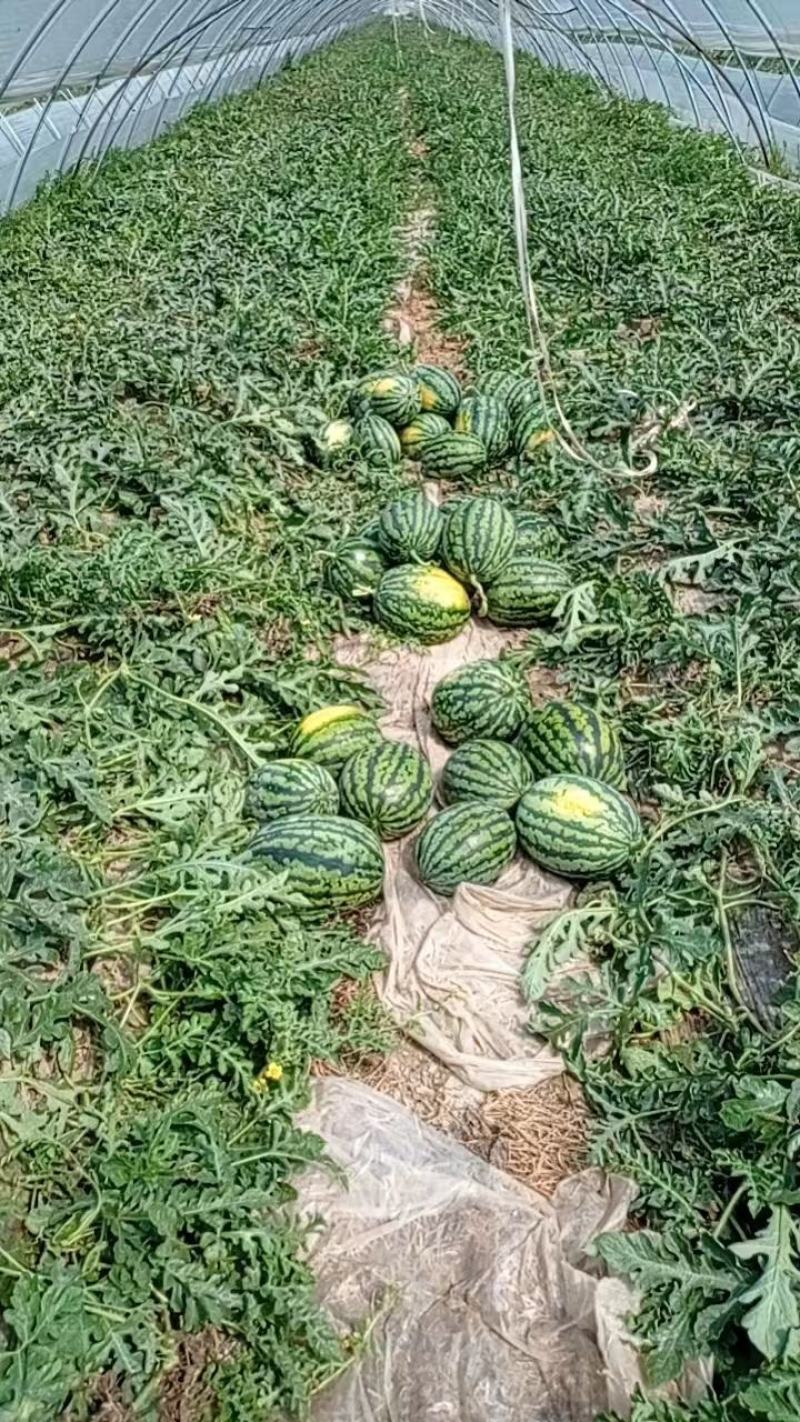 【麒麟西瓜】8424西瓜，产地直发