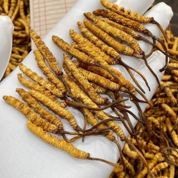 冻干冬虫夏草非野生虫草3000条全肉断草批发