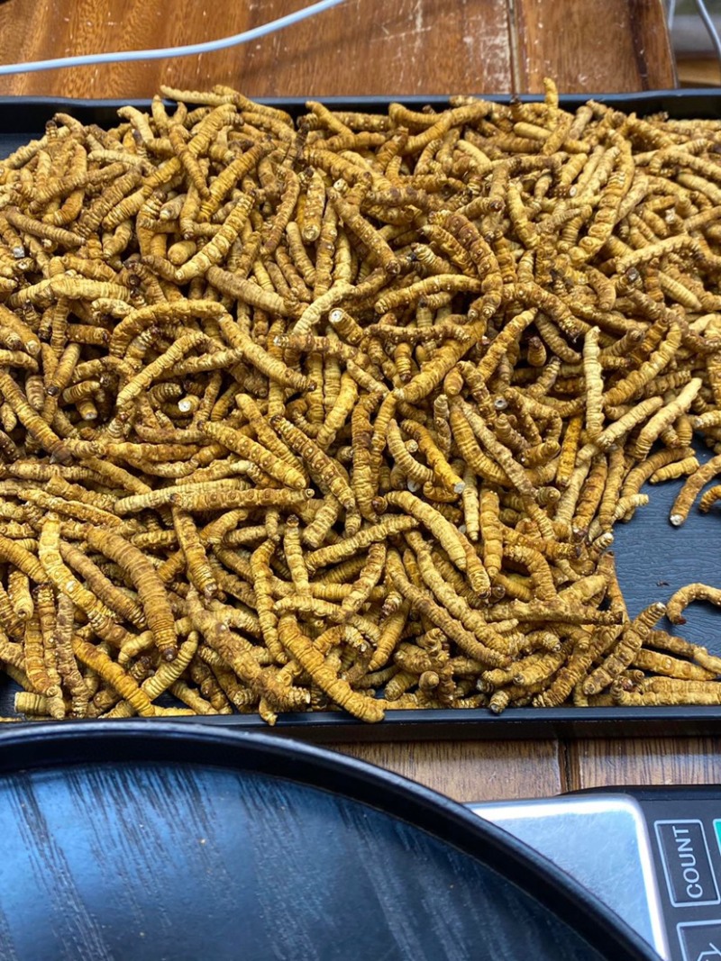 冻干冬虫夏草非野生虫草3000条全肉断草批发