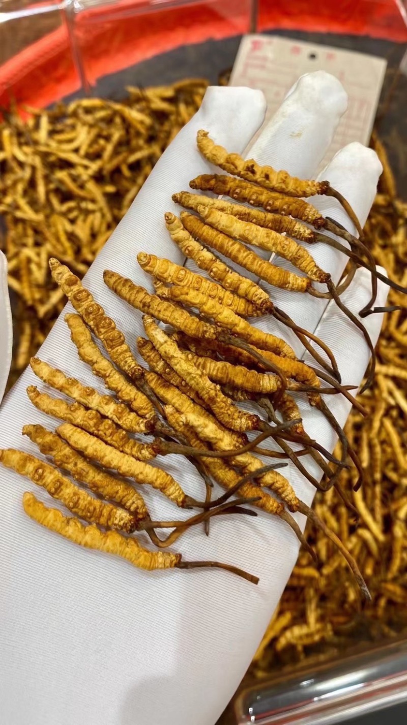 冻干冬虫夏草非野生虫草3000条全肉断草批发