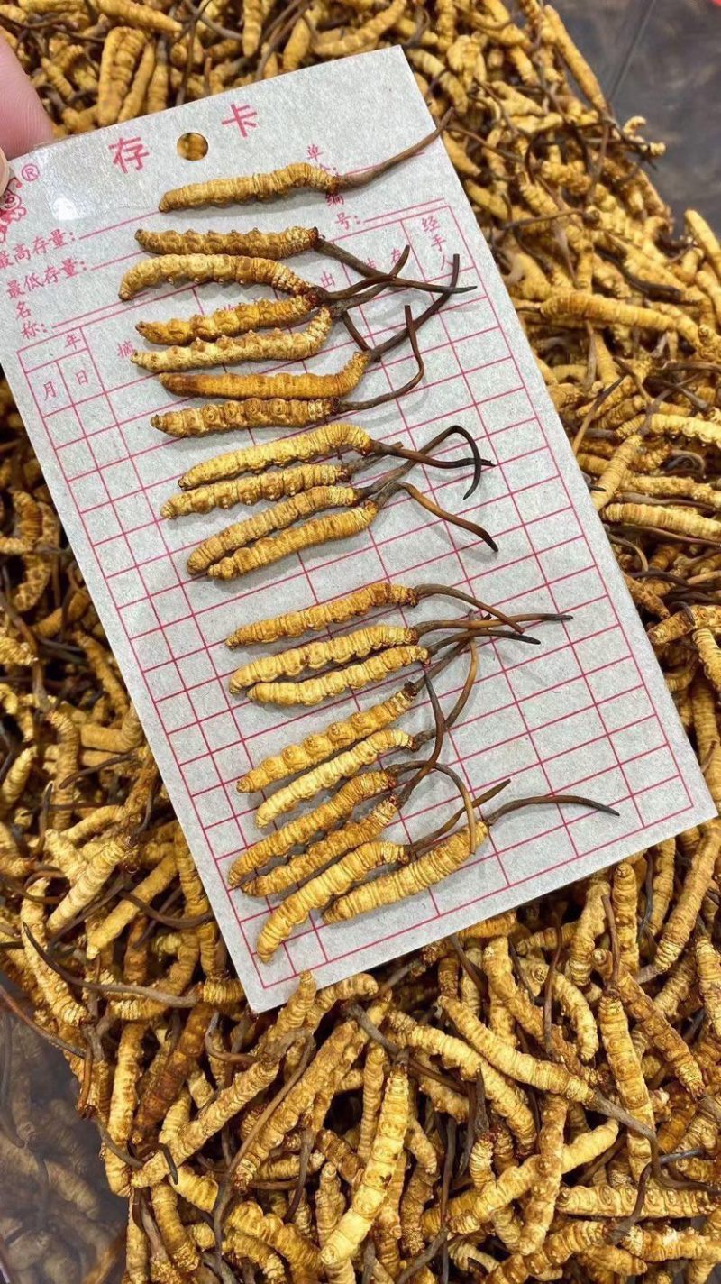 冻干冬虫夏草非野生虫草3000条全肉断草批发