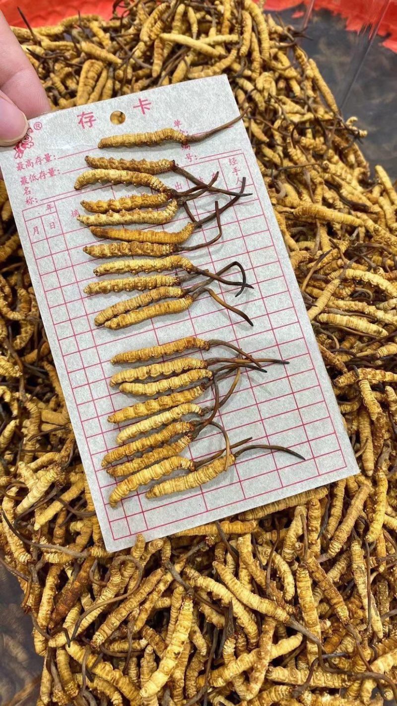 冻干冬虫夏草非野生虫草3000条全肉断草批发