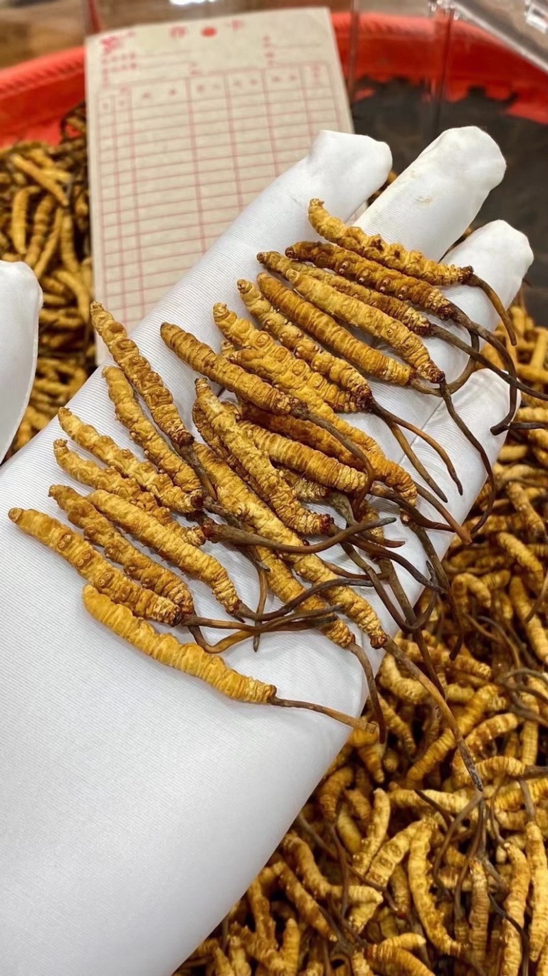 冻干冬虫夏草非野生虫草3000条全肉断草批发