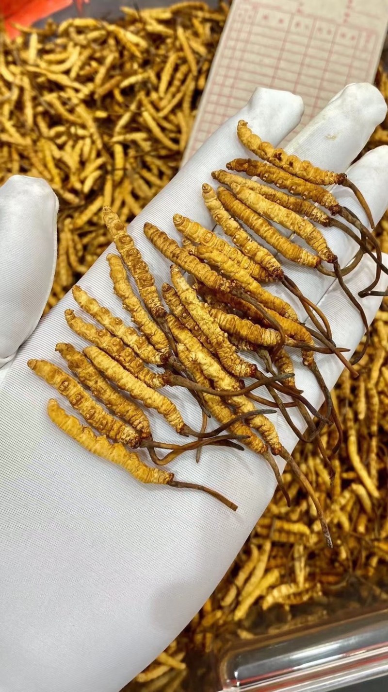 冻干冬虫夏草非野生虫草3000条全肉断草批发