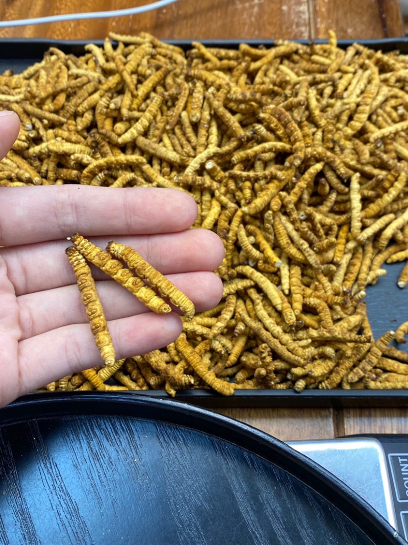 冻干冬虫夏草非野生虫草3000条全肉断草批发