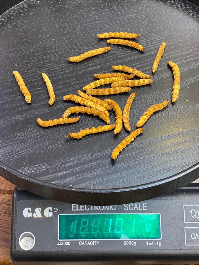 冻干冬虫夏草非野生虫草3000条全肉断草批发