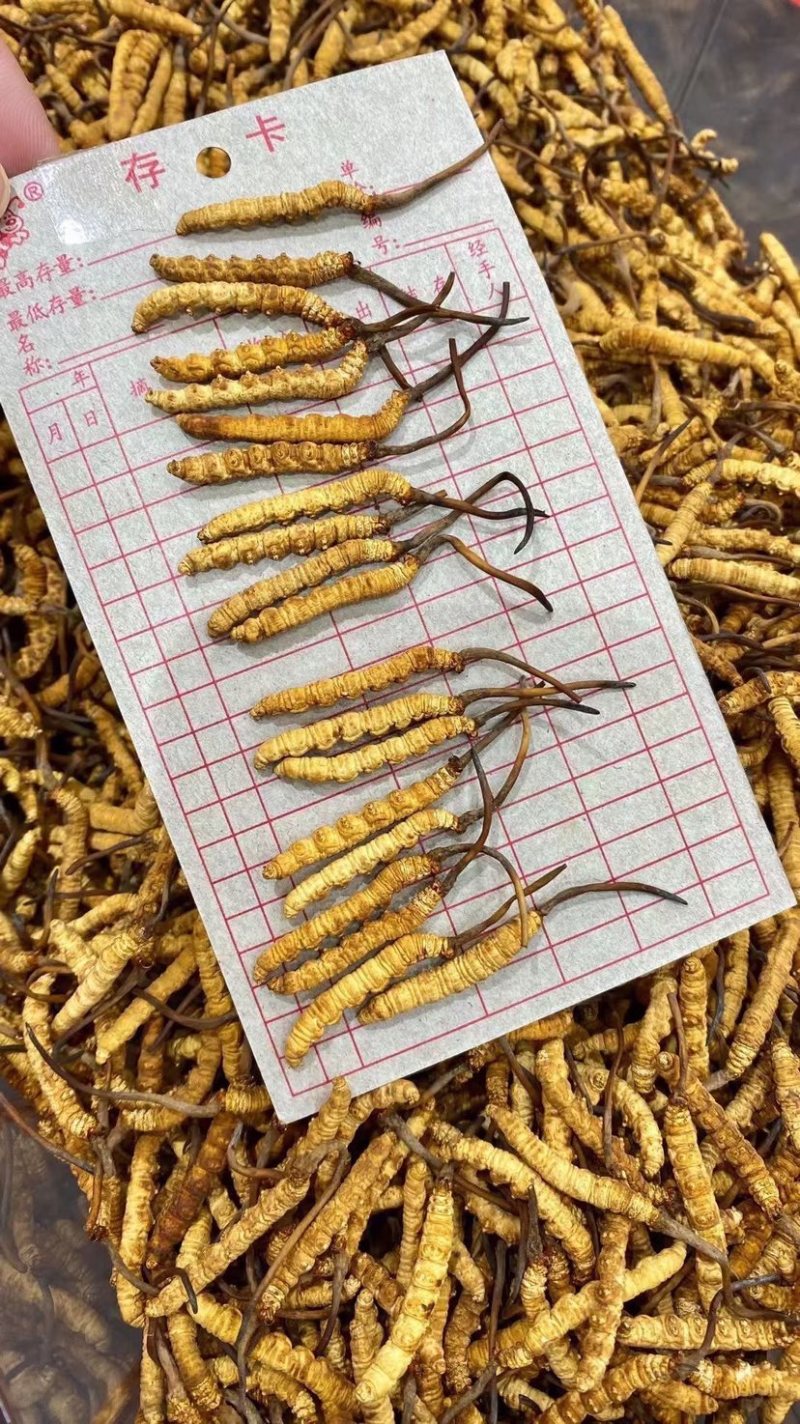 冻干冬虫夏草非野生虫草3000条全肉断草批发