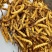冻干冬虫夏草非野生虫草3000条全肉断草批发