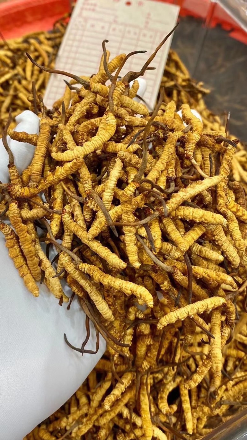 冻干冬虫夏草非野生虫草3000条全肉断草批发