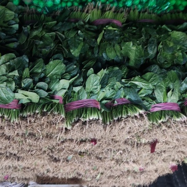 菠菜甘蓝