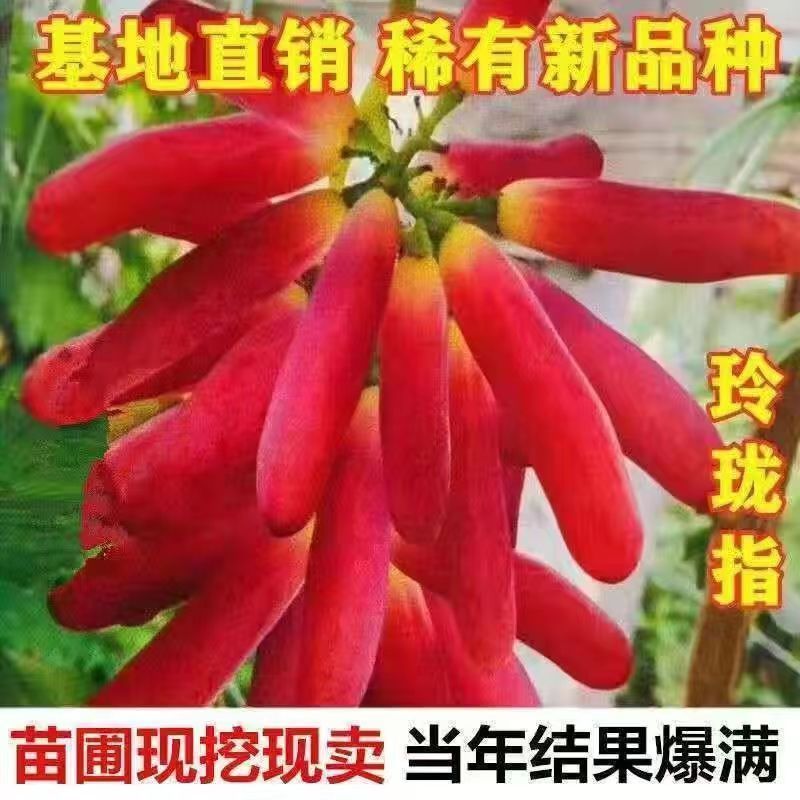 矮化无架葡萄树南北方种植盆栽地载阳台庭院阳光玫瑰蓝宝石葡