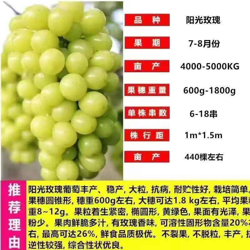 矮化无架葡萄树南北方种植盆栽地载阳台庭院阳光玫瑰蓝宝石葡
