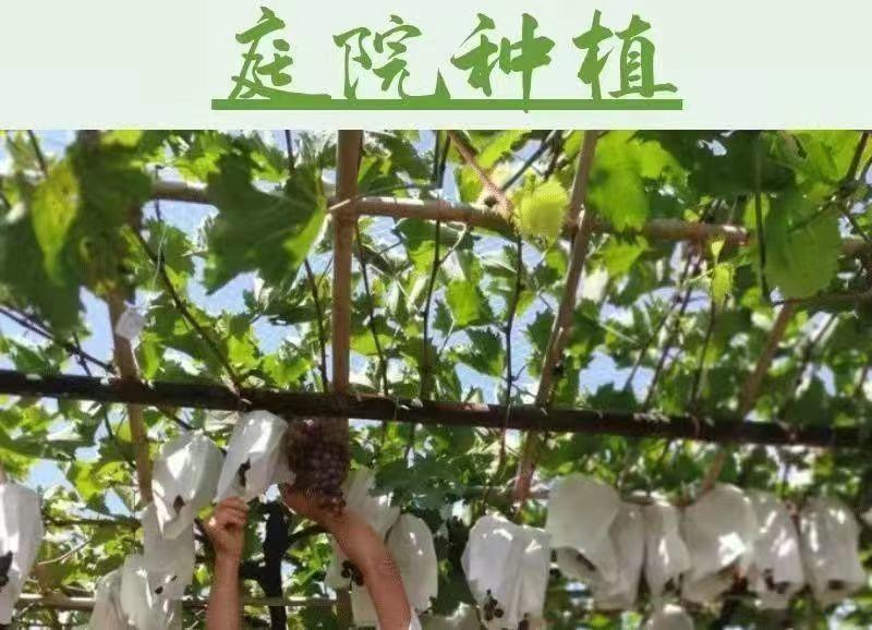 矮化无架葡萄树南北方种植盆栽地载阳台庭院阳光玫瑰蓝宝石葡