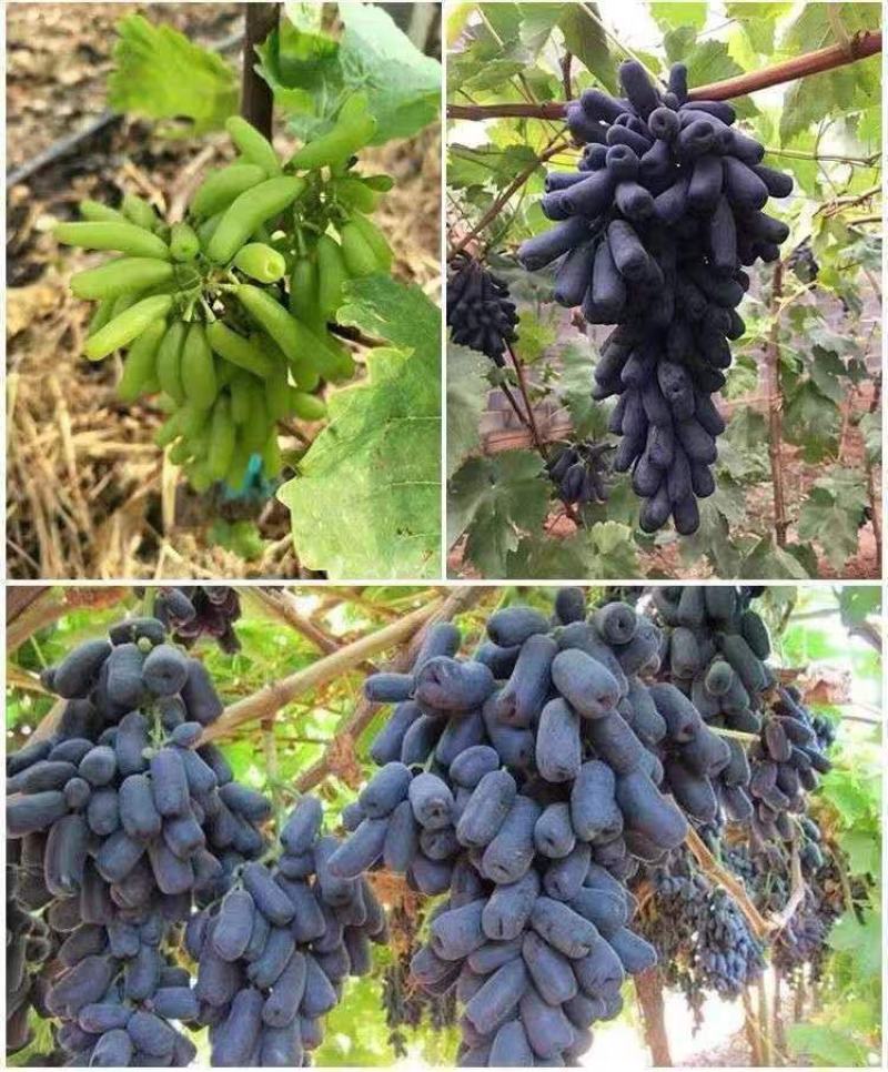 矮化无架葡萄树南北方种植盆栽地载阳台庭院阳光玫瑰蓝宝石葡