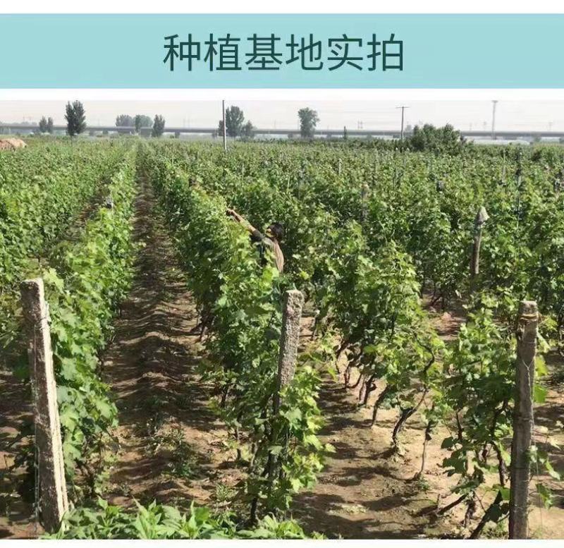 矮化无架葡萄树南北方种植盆栽地载阳台庭院阳光玫瑰蓝宝石葡