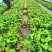 矮化无架葡萄树南北方种植盆栽地载阳台庭院阳光玫瑰蓝宝石葡